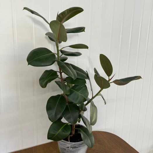 Фикус каучуконосный Эластика 90 см