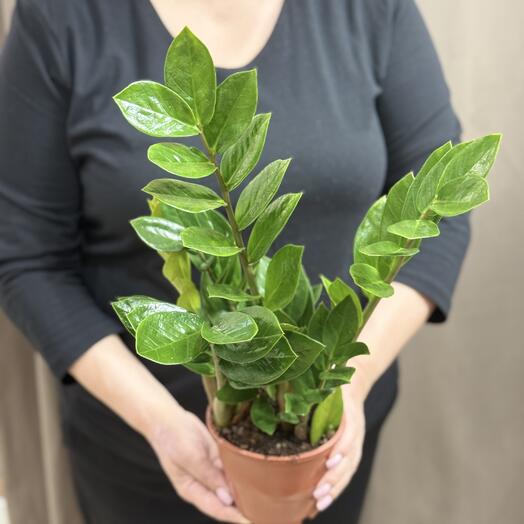 Замиокулькас