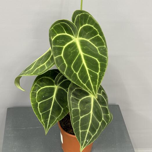 Антуриум сортовой