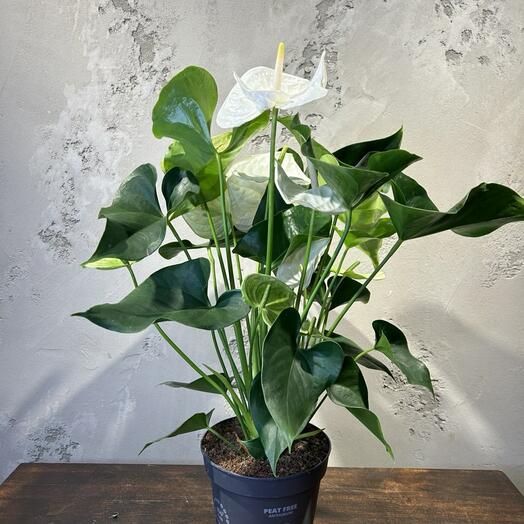 Антуриум Белый