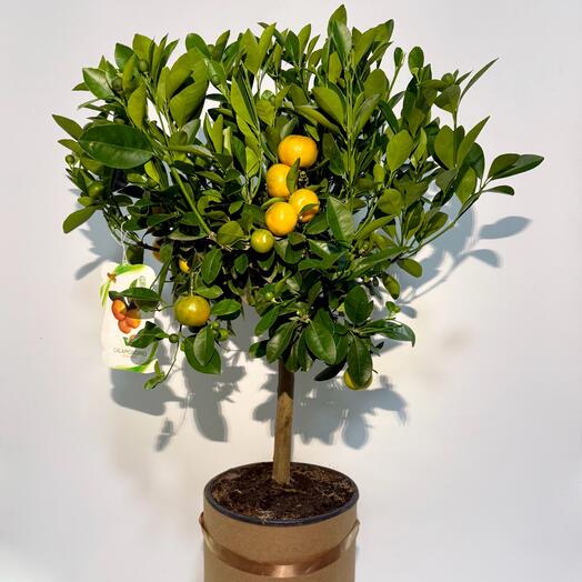 Мандаринове дерево, Мандарин, каламондін, Цитрус