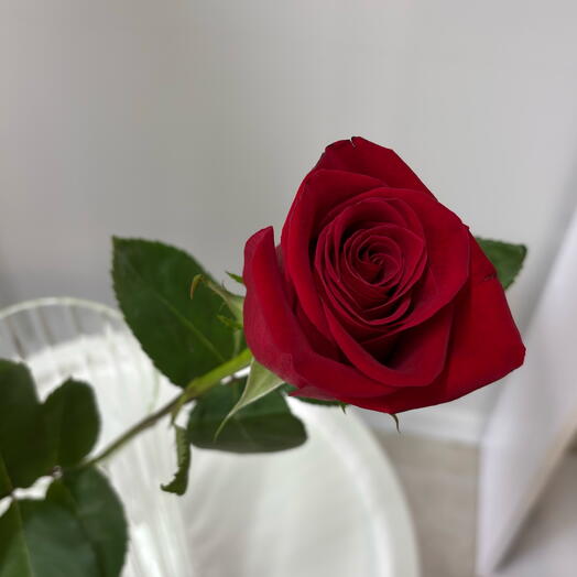 Роза Фридом 70+ см