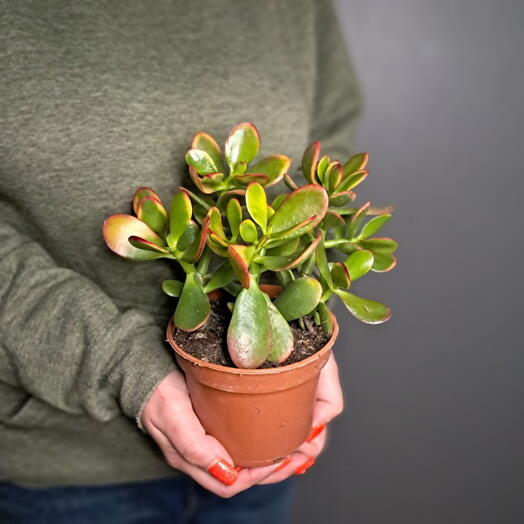 Красулла Сансет (Денежное дерево)