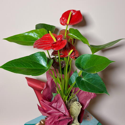 Антуриум красный большой, мужское счастье