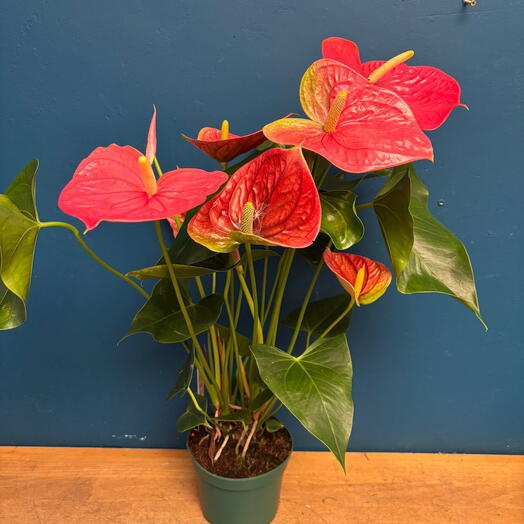 Large pink anthurium