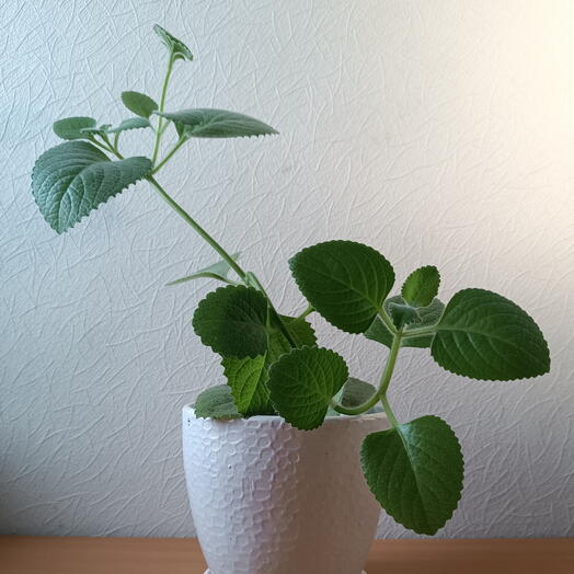 Комнатное мята, домашняя мята