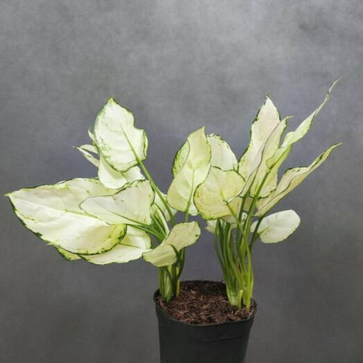 Аглаонема (Aglaonema) белая D-15