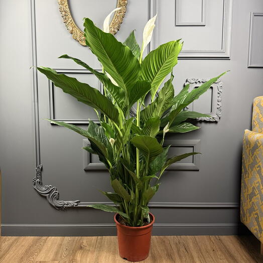 Спатифиллум женское счастье XXL в кашпо  Высота 140 см