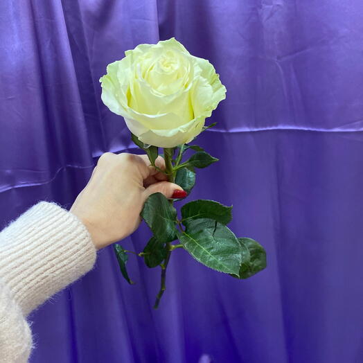 Роза Мондиаль