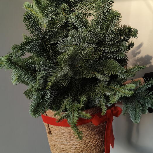 Ель в кашпо