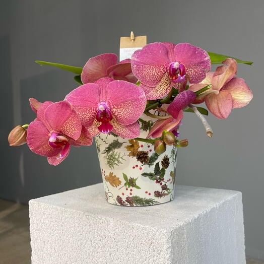 BLUSH ORCHID настольная орхидея из рождественской лимитированной колллекции в упаковке-коробке