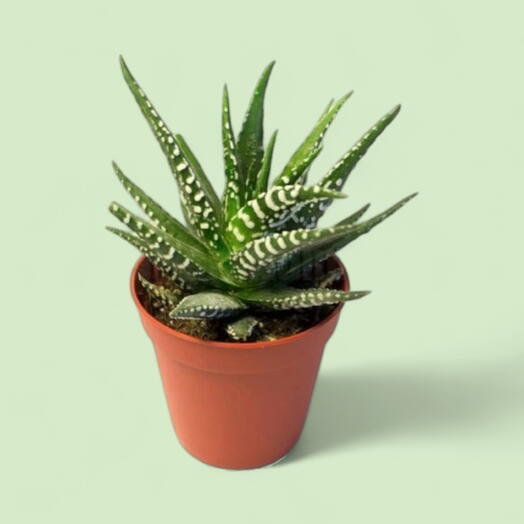 Howartia 5.5 sm