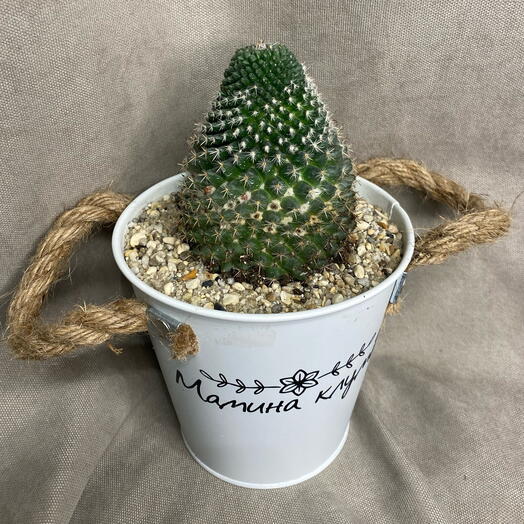Кактус зелёный в кашпо 🌵