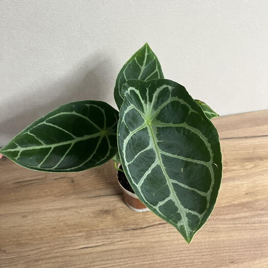 Антуриум Хрустальный