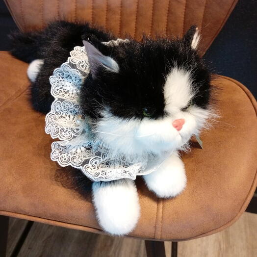 Котёнок пушистый