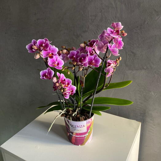 Орхидея Фаленопсис фуксия