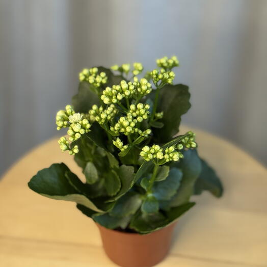 Каланхое white