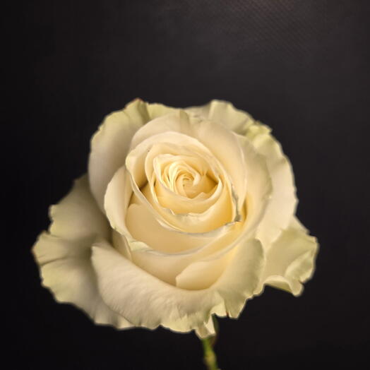 White rose / white rose / white rose
