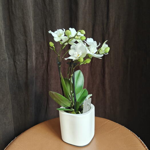 Orchid White (S) two branches with a pot