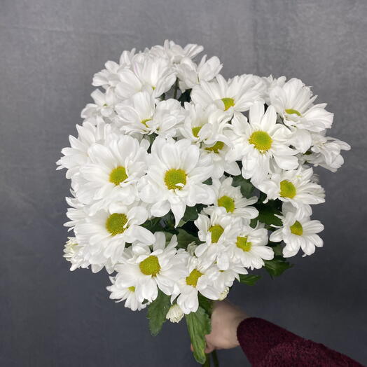 Хризантемы 🌿