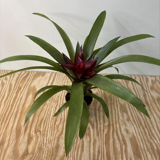 Экзотическое растение Гузмания бордовая