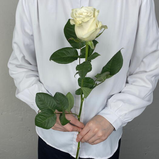White Rose