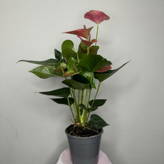 Красный антуриум