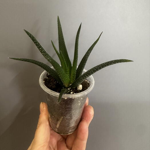 Haworthia