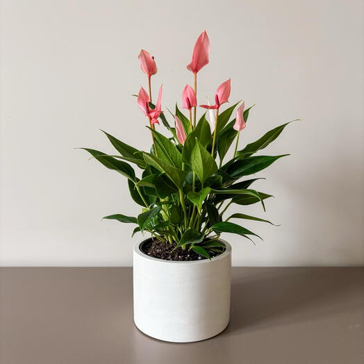 Антуриум Лили в горшке кашпо из камня