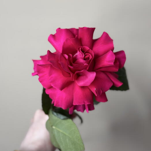 Ажурная роза малиновая