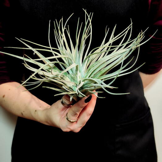 Тилландсия Сильвер XL (Tillandsia Silver XL)