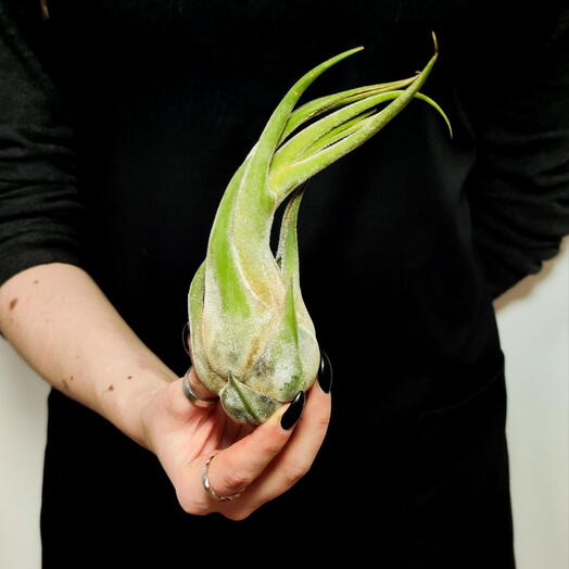 Тилландсия Селериана XL (Tillandsia Seleriana)