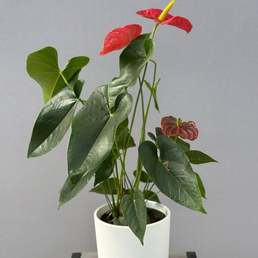 Anthurium Andraeanum Dakota