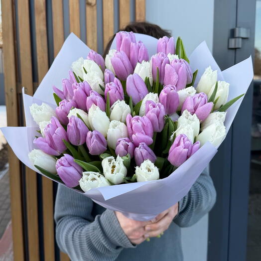 51 бело-сиреневый тюльпан