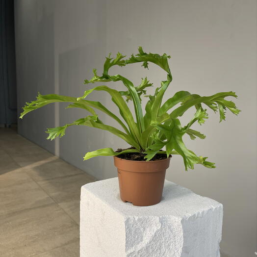 ASPLENIUM Crissie оригинальный асплениум в горшке D12 H25