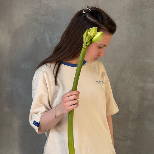 Амариллис белый