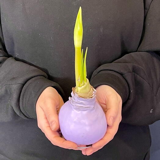 Луковица амариллиса в сиреневом воске