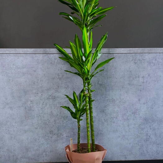 Драцена Лимон Лайм