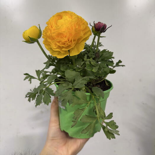 Ранункулус композиция в горшке