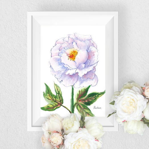 Бело-голубой пион. Картина акварель