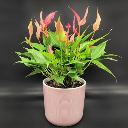 Aнтуриум Лилли пышный в розовом кашпо