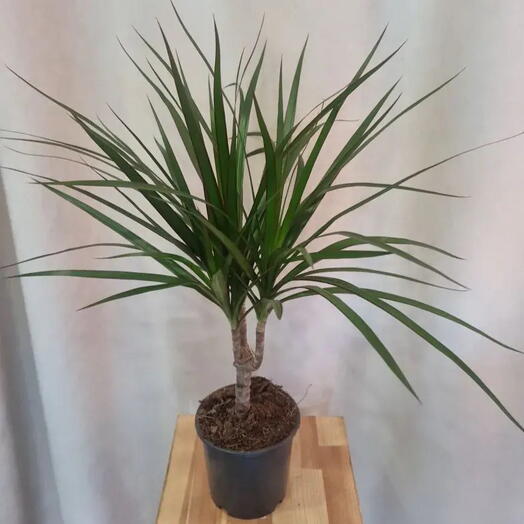 Драцена Marginata