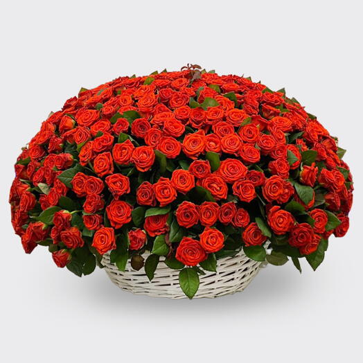 Корзина из 501 красной розы