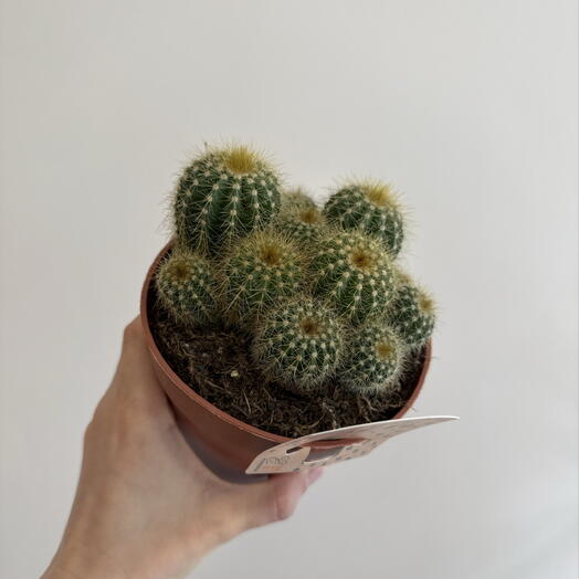 Кактус 🌱🌞