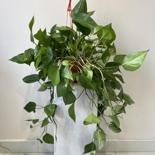 🌿 Эпипремнум ауреум (Золотой потос)