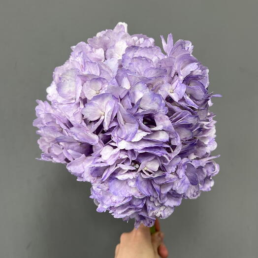 Гортензия фиолетовая 💜