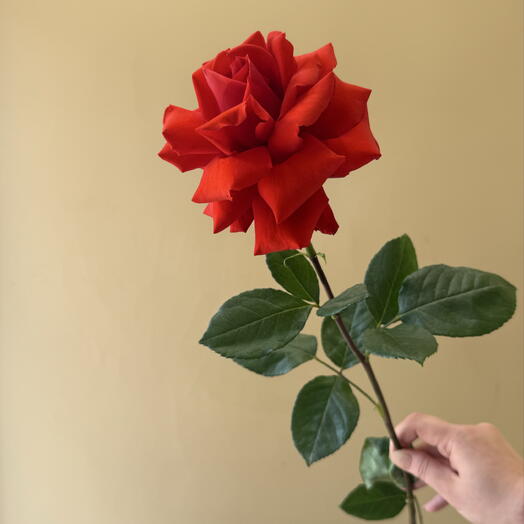 Французская Роза