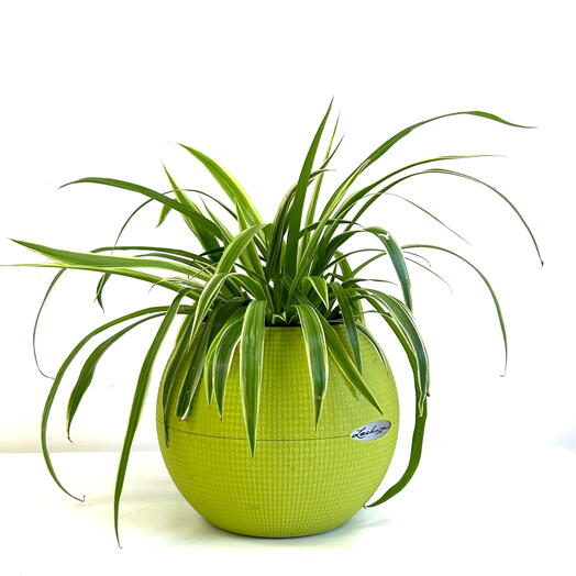 Хлорофитум (Chlorophytum) в круглом кашпо Lechuza
