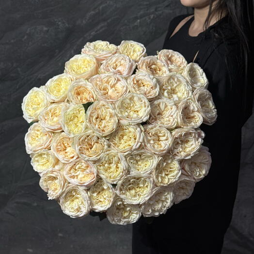 Priscilla 51 (60cm)