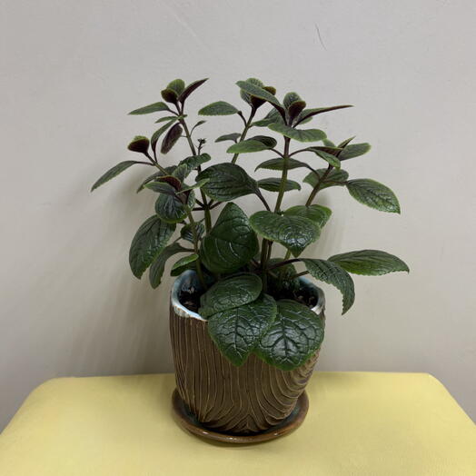 Плектрантус (Plectranthus) в керамическом горшке